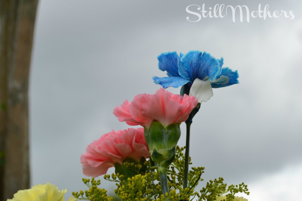 pink and blue carnations