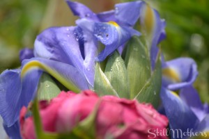 pink rose and purple flower
