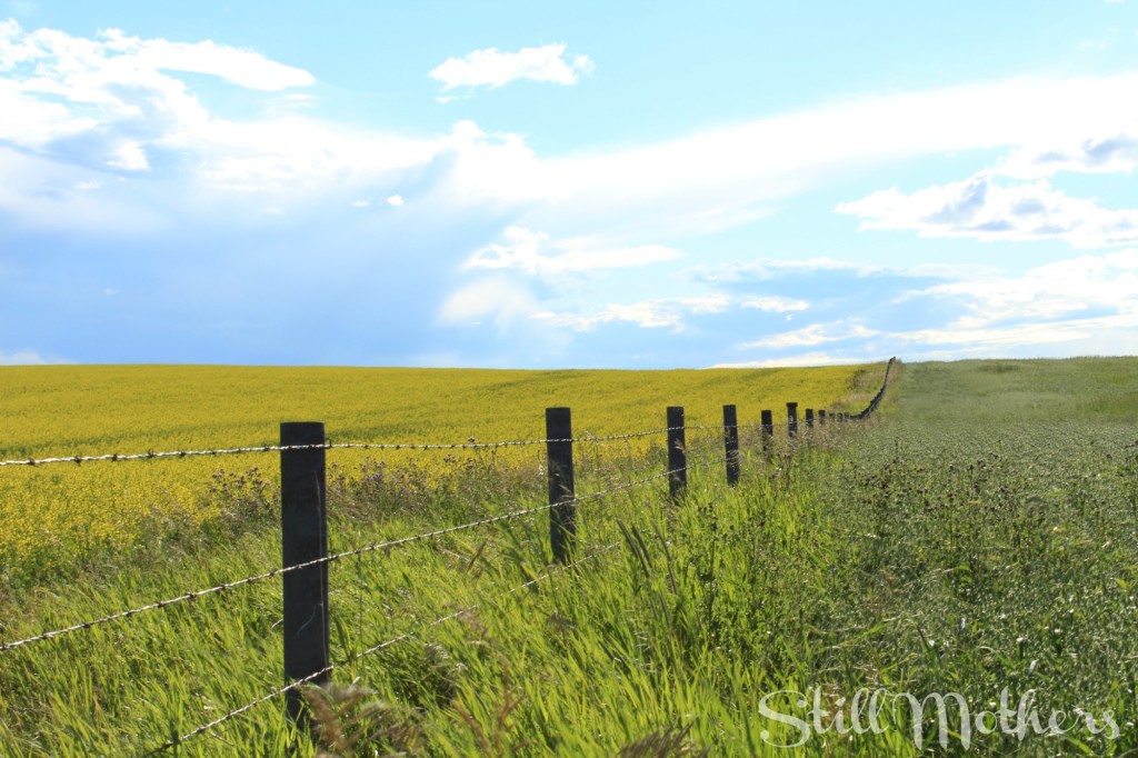 canola field with fence