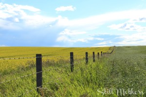 canola field with fence