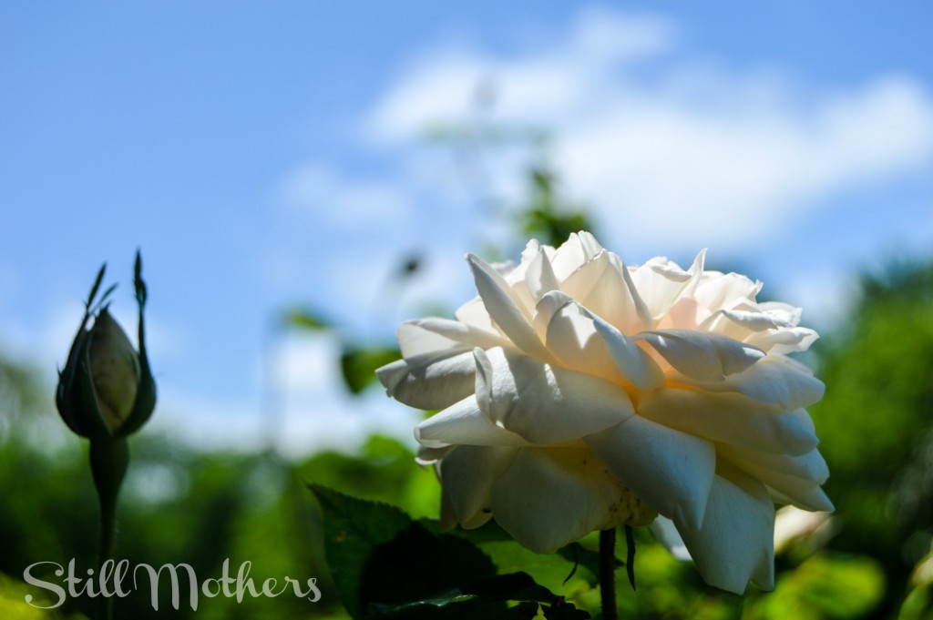 white rose, blue sky