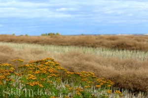 Yellow flowers in prairie field