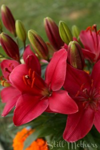 Red lilies