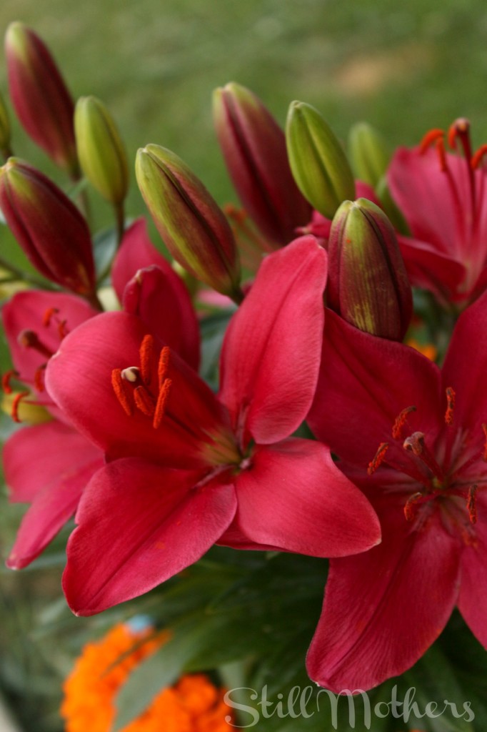 Red lilies
