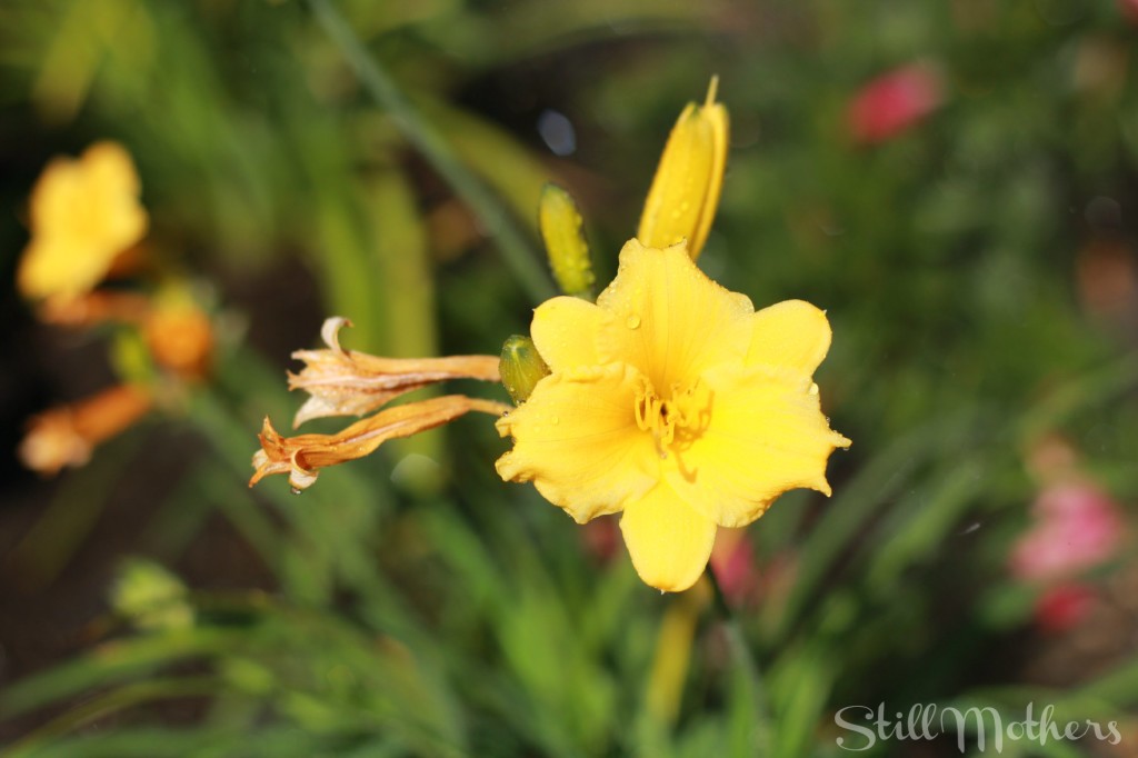 yellow flower with water droplets