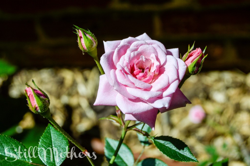 Platitudes and Pregnesia