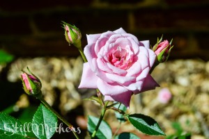 Platitudes and Pregnesia