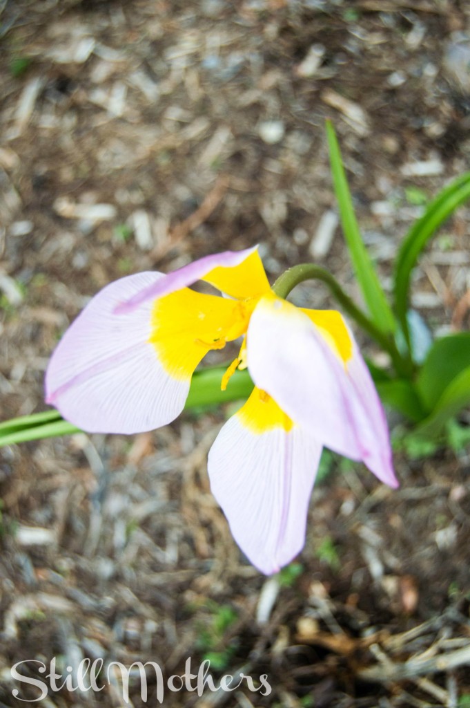 She Was My Only Baby