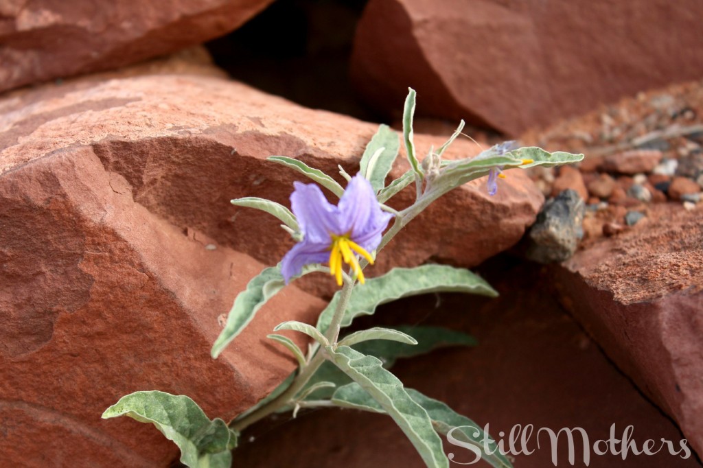 strong rocks, purple flower
