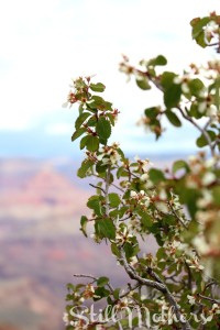 Talk to us Tuesday white flowers