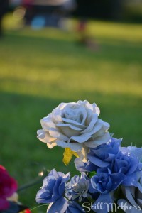 blue rose