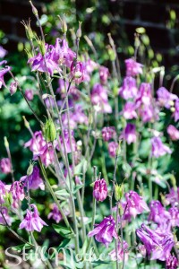 The Woman I Used To Be