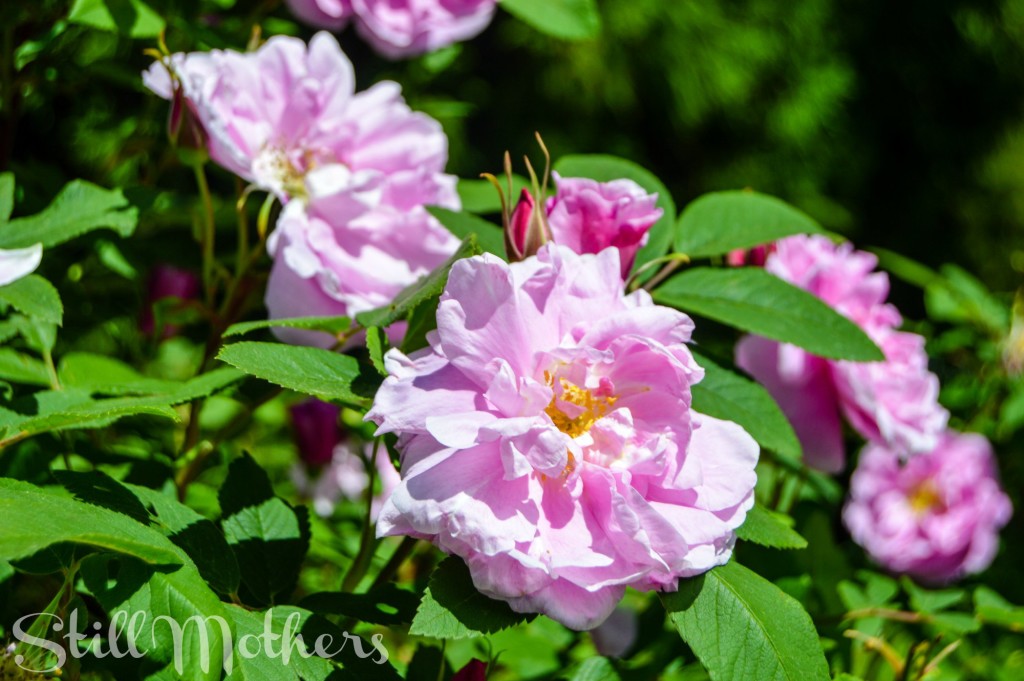 You are my Sunshine, My Only Sunshine