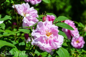 You are my Sunshine, My Only Sunshine