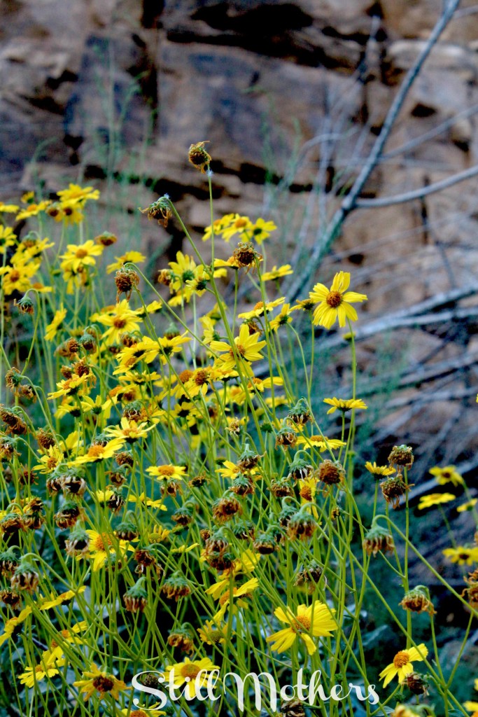 emily-mothersday-yellowflowers