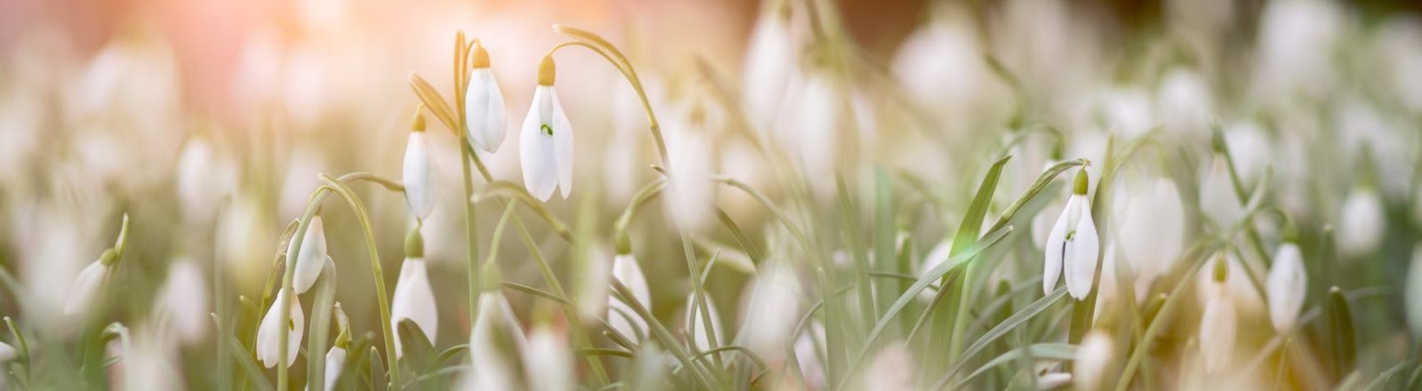 What I Wish I Could Tell the Non-Loss Community