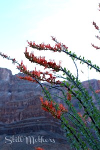 red flowers, grand canyon