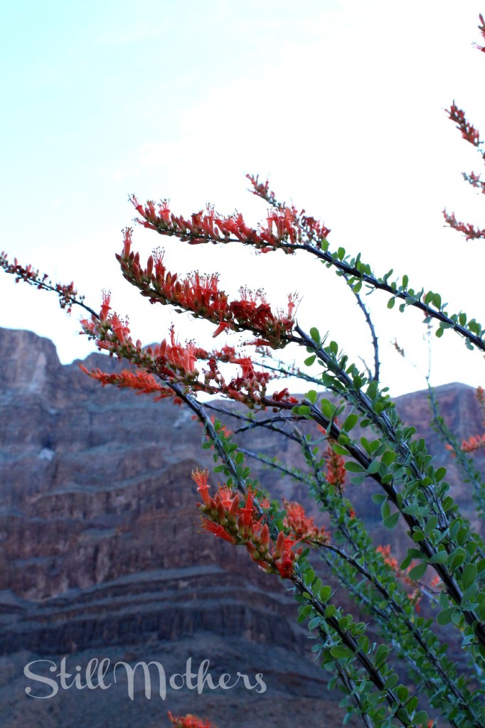 red flowers, grand canyon