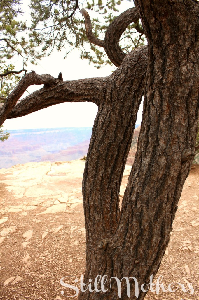split tree at grand canyon