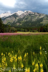 Rocky Mountain, storm cloud, wildflowers