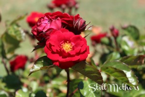 welcometostillmothers