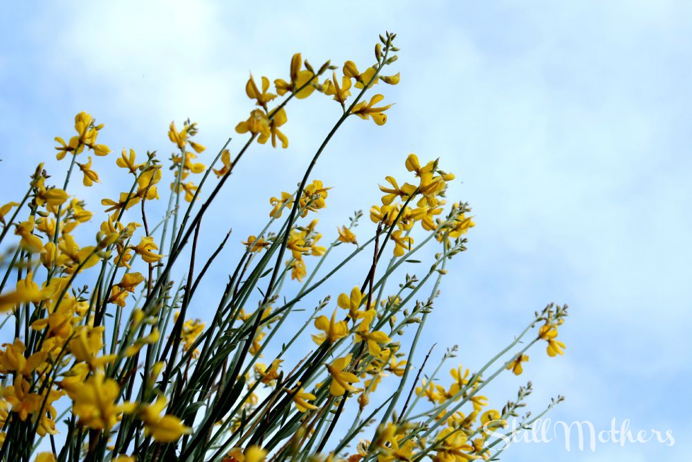 yellow flowers against a cloudy sky in Arizona